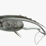 Gray Whale Skeleton 3D Model