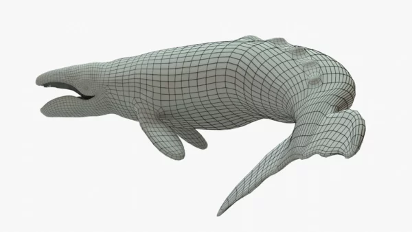 Gray Whale 3D Model Rigged Basemesh 3D Model Creature Guard 9