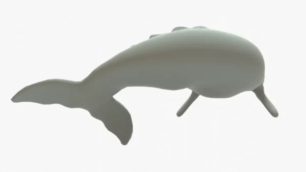Gray Whale 3D Model Rigged Basemesh Skeleton 3D Model Creature Guard 16