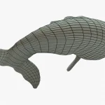 Gray Whale 3D Model