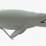 Gray Whale 3D Model