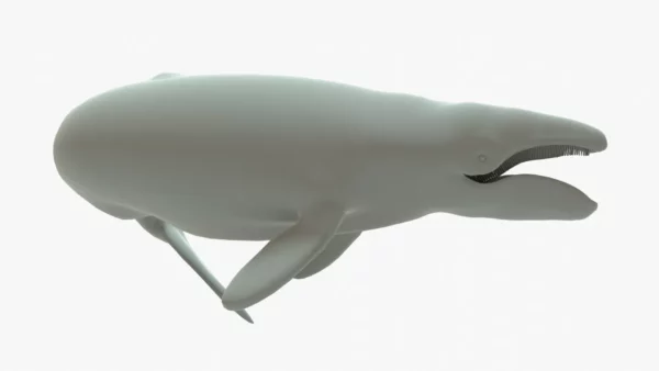 Gray Whale 3D Model