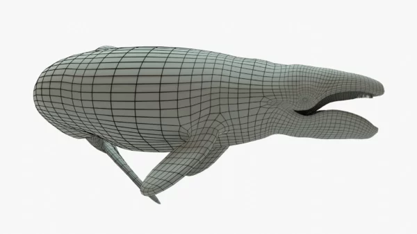 Gray Whale 3D Model Rigged Basemesh Skeleton 3D Model Creature Guard 19