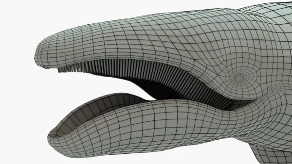 Gray Whale 3D Model Rigged Basemesh 3D Model Creature Guard 15