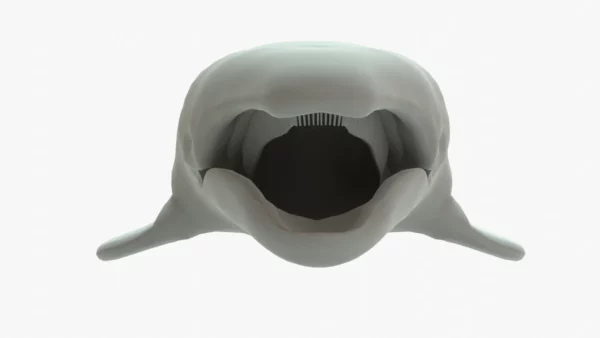 Gray Whale 3D Model Rigged Basemesh 3D Model Creature Guard 16