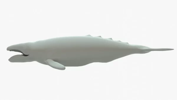 Gray Whale 3D Model Rigged Basemesh 3D Model Creature Guard 17