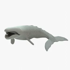 Gray Whale 3D Model Rigged Basemesh
