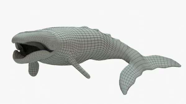 Gray Whale 3D Model Rigged Basemesh Skeleton 3D Model Creature Guard 15