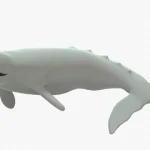 Gray Whale 3D Model