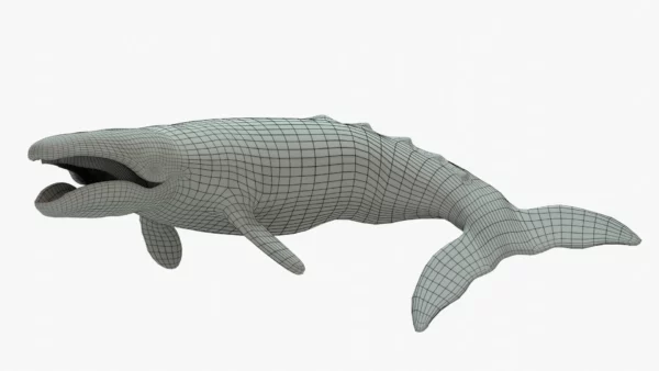 Gray Whale 3D Model Rigged Basemesh 3D Model Creature Guard 7