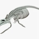 Gray Whale Skeleton 3D Model