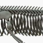 Gray Whale 3D Model