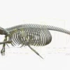 Gray Whale Rigged Skeleton 3D Model 3D Model Creature Guard 31