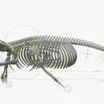Gray Whale 3D Model