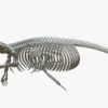 Gray Whale Skeleton 3D Model