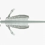 Gray Whale Skeleton 3D Model