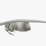 Gray Whale Skeleton 3D Model