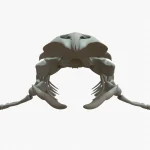 Gray Whale 3D Model