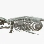 Gray Whale Skeleton 3D Model