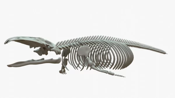 Gray Whale Skeleton 3D Model