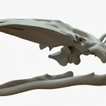 Gray Whale Skeleton 3D Model