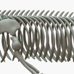 Gray Whale 3D Model