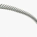 Gray Whale Skeleton 3D Model