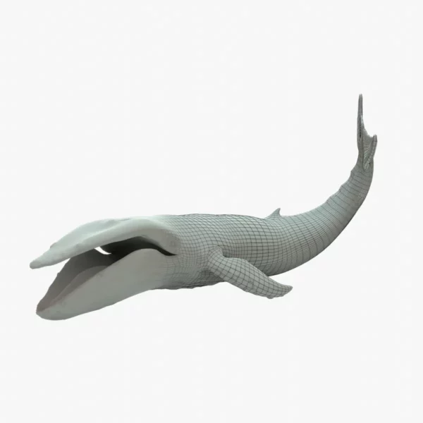 Humpback Whale 3D Model Rigged Basemesh
