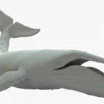 Humpback Whale 3D Model