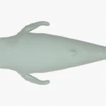 Humpback Whale 3D Model