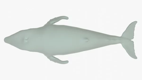 Humpback Whale 3D Model