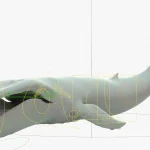 Humpback Whale 3D Model