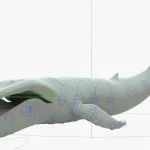 Humpback Whale 3D Model