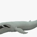 Humpback Whale 3D Model