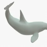 Killer Whale 3D Model