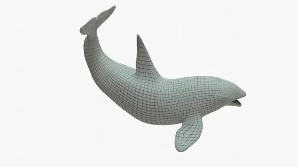 Killer Whale 3D Model Rigged Basemesh 3D Model Creature Guard 12