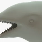 Killer Whale 3D Model