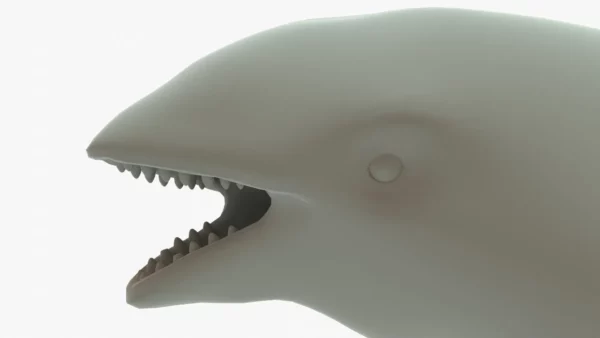 Killer Whale 3D Model
