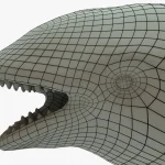 Killer Whale 3D Model