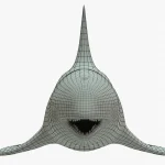 Killer Whale 3D Model