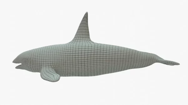 Killer Whale 3D Model Rigged Basemesh 3D Model Creature Guard 16