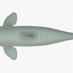 Killer Whale 3D Model