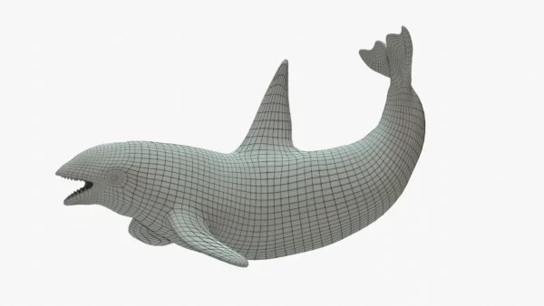 Killer Whale 3D Model Rigged Basemesh 3D Model Creature Guard 5