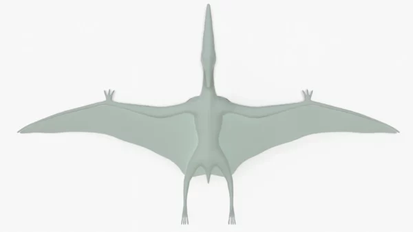 Pteranodon 3D Model