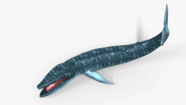 Realistic Blue Whale 3D Model Rigged 3D Model Creature Guard 7