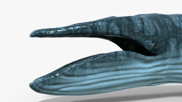 Realistic Blue Whale 3D Model Rigged 3D Model Creature Guard 8