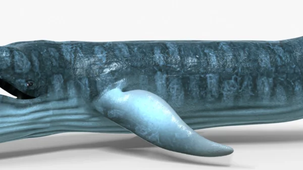 Realistic Blue Whale 3D Model Rigged 3D Model Creature Guard 9