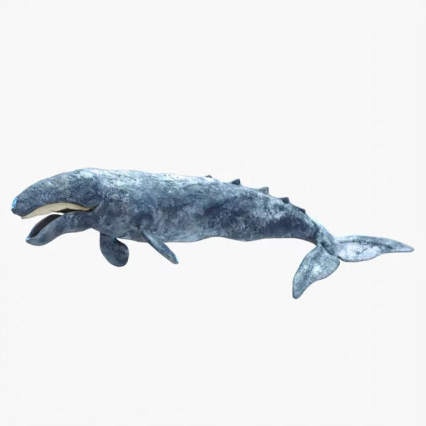 Realistic Gray Whale Rigged