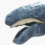Gray Whale 3D Model