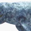 Realistic Gray Whale 3D Model Rigged 3D Model Creature Guard 47